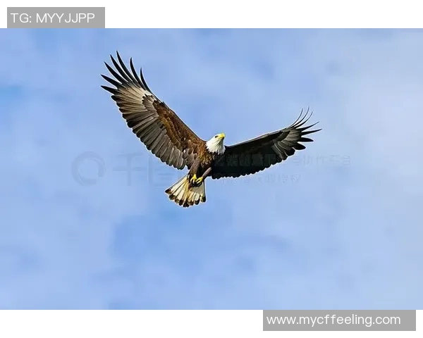 雄鹰翱翔天际展翅飞翔探秘老鹰的生存智慧与自然奇迹